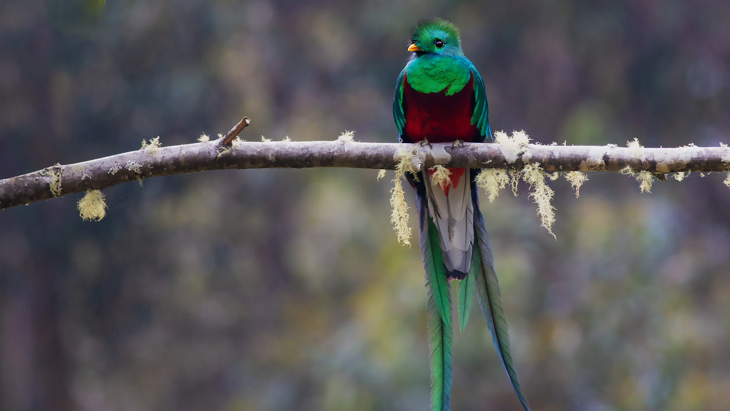 Resplendent Quetzal